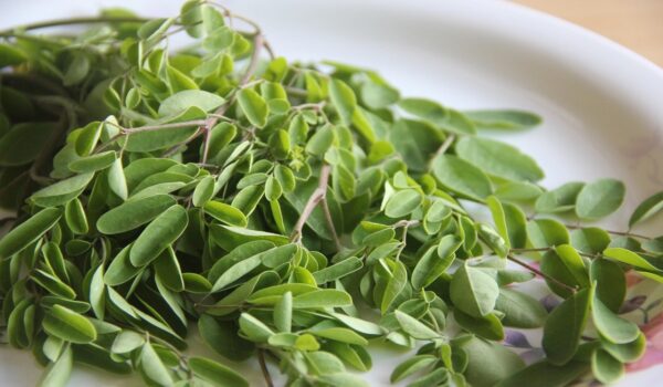 Hojas de moringa: beneficios y aplicaciones tradicionales