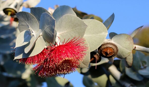 Cómo aprovechar las hojas de eucalipto: propiedades y aplicaciones naturales