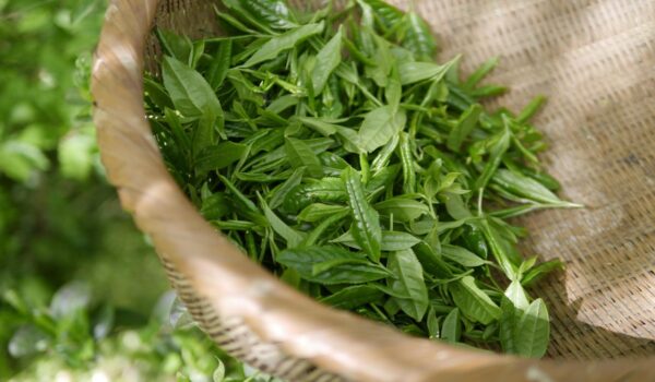 Hojas de té verde: beneficios y usos en la vida diaria