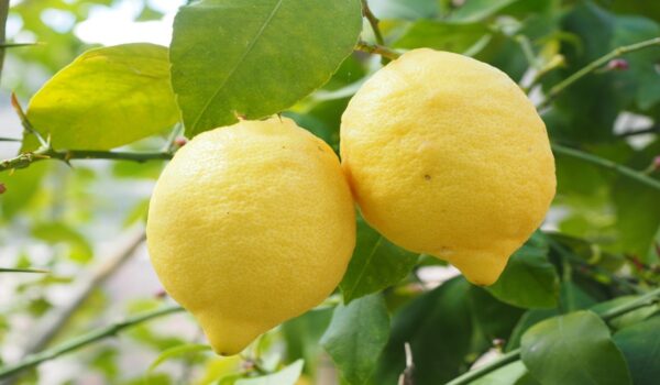 Cómo aprovechar las hojas de limón: beneficios naturales y cómo utilizarlas