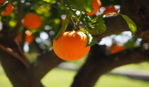 Usos de las hojas de naranja en remedios tradicionales