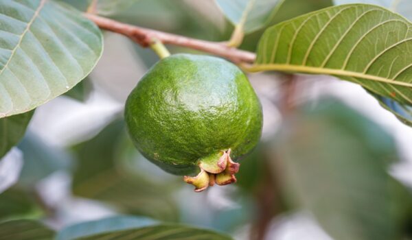 Beneficios tradicionales de las hojas de guayaba para la digestión