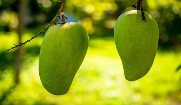 Beneficios tradicionales de las hojas de mango: propiedades naturales y usos populares