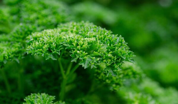 Hojas de perejil: beneficios tradicionales para la salud