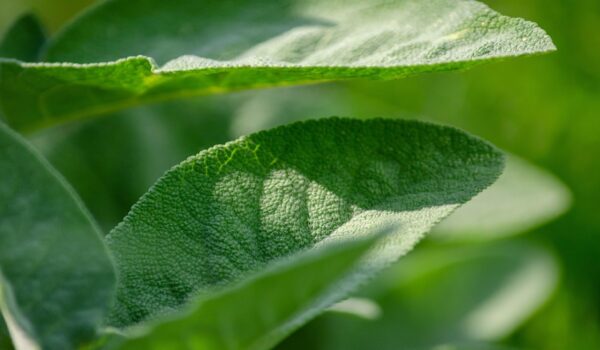 Hojas de salvia: usos y propiedades en remedios caseros