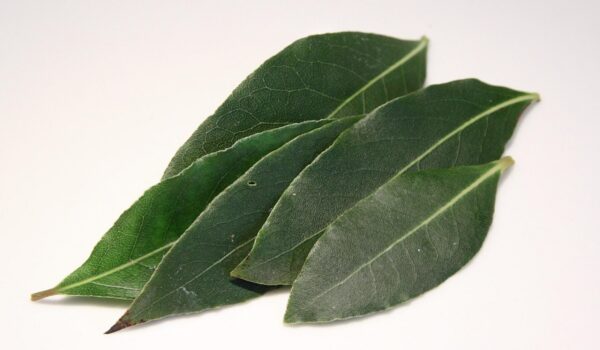 Cómo aprovechar las hojas de laurel en remedios caseros