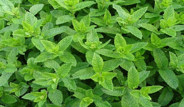 Infusión de hojas de menta: usos tradicionales para el bienestar