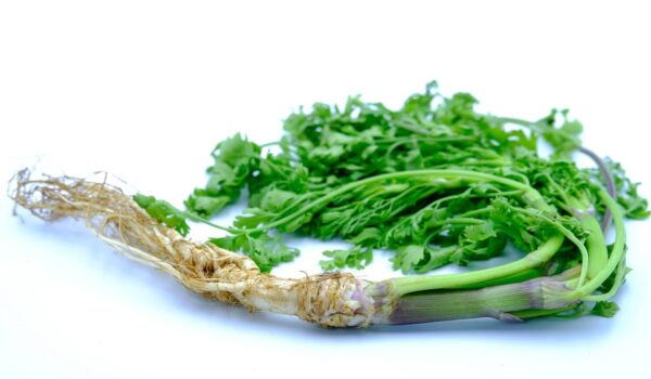 Hojas de cilantro: propiedades y aplicaciones naturales