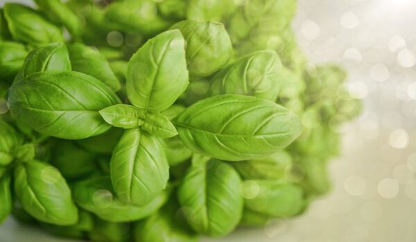 Hojas de albahaca: usos naturales para el organismo