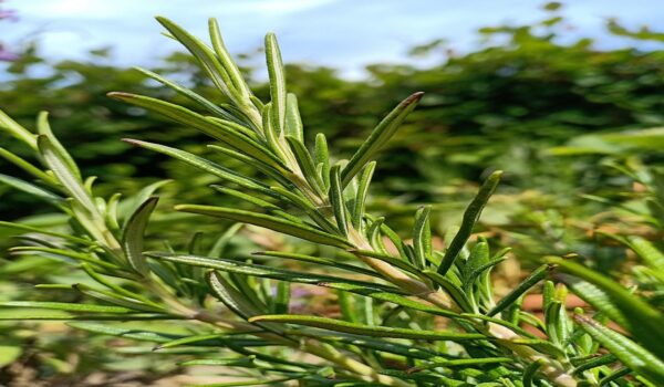 Beneficios de las hojas de romero y su uso en infusiones