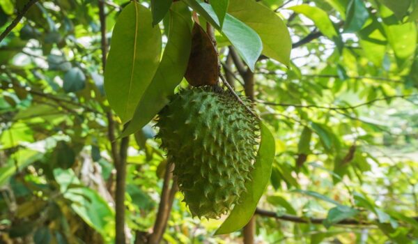 Infusión de hojas de guanábana: lo que debes saber