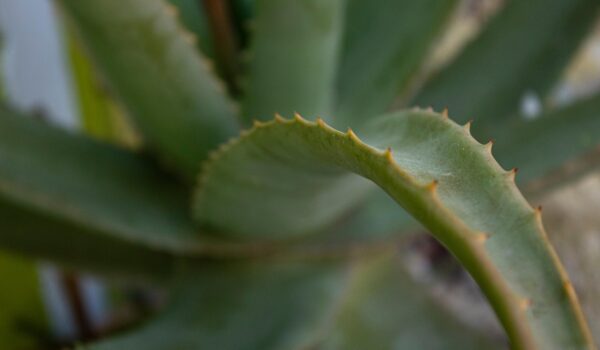 Cómo usar hojas de sábila (aloe vera) en remedios naturales