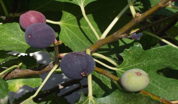 Hojas de higuera: beneficios y usos tradicionales