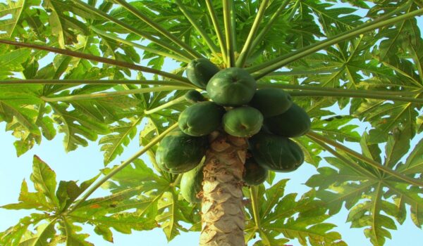 Propiedades de las hojas de papaya y su uso natural